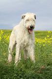 IRISH WOLFHOUND 063
